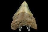 3.78" Fossil Megalodon Tooth - North Carolina - #131576-1